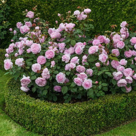 Роза Оливия роуз остин (Однолетний, ОКС)