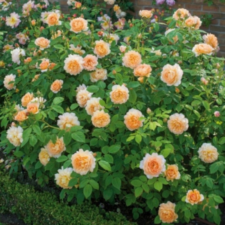 Роза Грейс (Однолетний, ОКС)