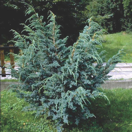 Можжевельник китайский Блю Альпс (15-20 см, ЗКС)