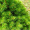 Ялина канадська Коніка (25-30 см, горщик 2л)