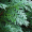 Кипарисовик Лавсона Алюмиголд (10-12 см, горшок Р9)