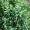 Кипарисовик лавсона Сноу Вайт (15-20 см, ЗКС)