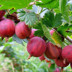 Крыжовник Бесшипный (Однолетний, ОКС)