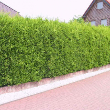 Купрессоципарис Лейланда (20-30 см, ЗКС)