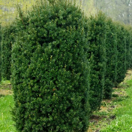 Тис средний Хикси (30-40 см, ЗКС)