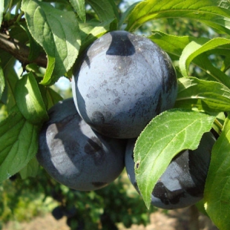 Слива Ханум (Однолетний, ОКС)