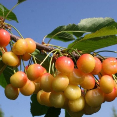 Черешня Солнечный шар (Однолетний, ОКС)