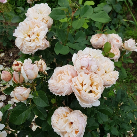 Роза Александрин (Однолетний, ОКС)