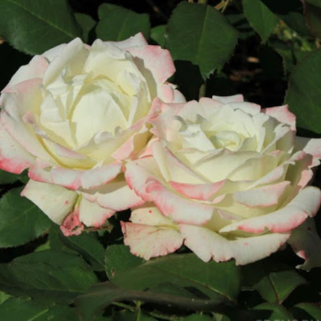 Роза Атена (Однолетний, ОКС)
