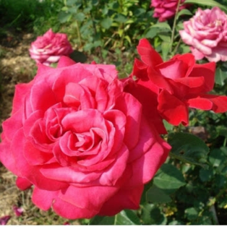 Роза Ла Марсельеза (Однолетний, ОКС)