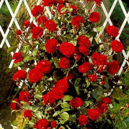 Роза Нахеглут (однолетний, ОКС)