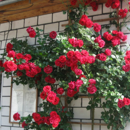 Роза Нахеглут (однолетний, ОКС)