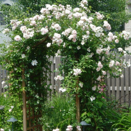 Роза Шванензее (однолетний, ОКС)