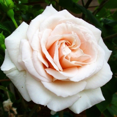 Роза Пенни Лейн (однолетний, ОКС)