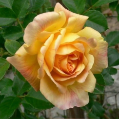 Роза Мишка (однолетний, ОКС)