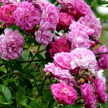 Роза Аметист (Однорічний, ГКС)