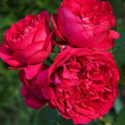 Роза Ред Эден Роуз (однолетний, ОКС)