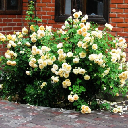 Роза  Голден Селебрейшен (Однолетний, ОКС)