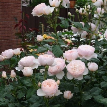 Роза Херитейдж (однолетний, ОКС)