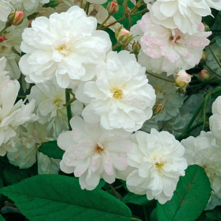 Роза Франсин Остин (однолетний, ОКС)