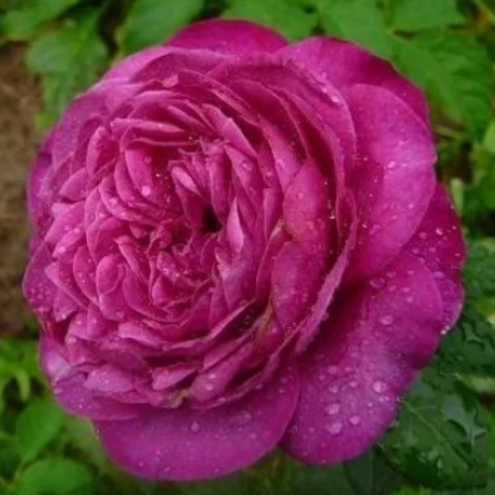 Роза Сублиме (однолетний, ОКС)