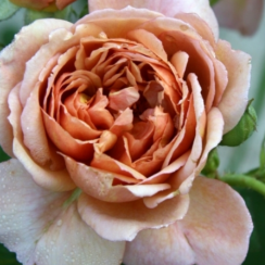 Роза Кафе (Однолетний, ОКС)