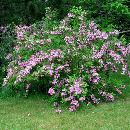 Вейгела цветущая Розеа (25-30 см, ЗКС)