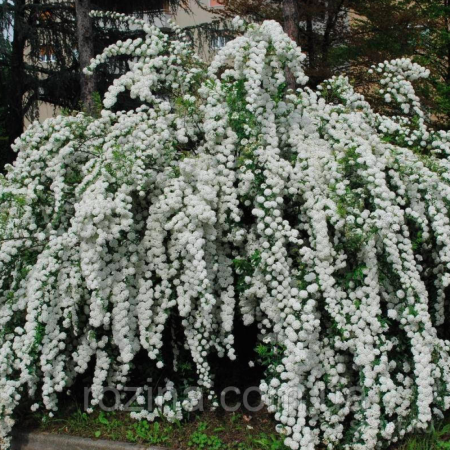 Спирея японская Сноумаунд (20-30 см, горшок С3)