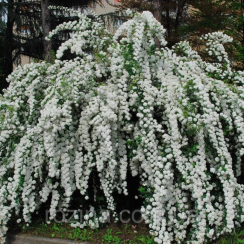 Спирея японская Грефшейм (25-35 см, горшок С3)