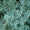 Можжевельник скальный Блю Хевен (60-80 см, ЗКС)