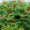 Айлант Высочайший, Ясень китайский (20-30 см, ОКС)