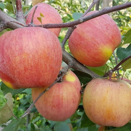 Яблоня Ятака (Трехлетний, ОКС)