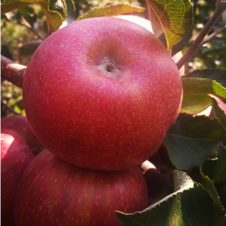 Яблуня Сільвер Ріва (Дворічний, ВКС)