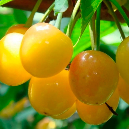 Черешня Дрогана (Дворічний, ГКС)