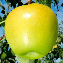 Яблоня Делишес Голден (Двухлетний, ОКС)