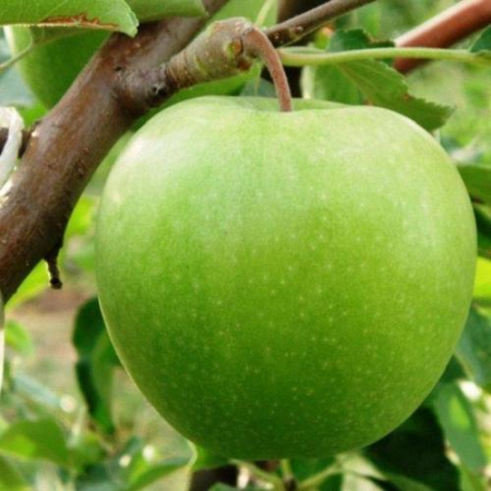 Яблоня Гренни Смит (Двухлетний, ОКС)