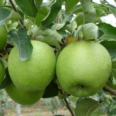 Яблоня Гренни Смит (Двухлетний, ОКС)