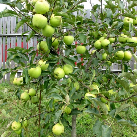 Яблоня Гренни Смит (Двухлетний, ОКС)