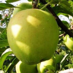 Яблоня Гибсон (Двухлетний, ОКС)