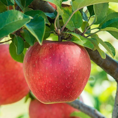 Яблоня Эдера (Трехлетний, ОКС)
