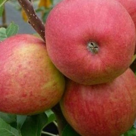 Яблоня Эвелина (Трехлетний, ОКС)