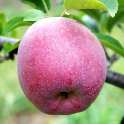 Яблоня Флорина (Трехлетний, ОКС)