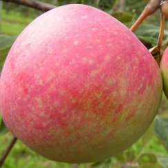 Яблоня Конфетная (Трехлетний, ОКС)