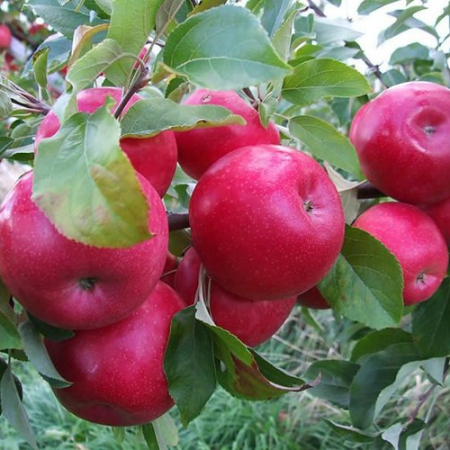 Яблоня Айдаред (Двухлетний, ОКС)