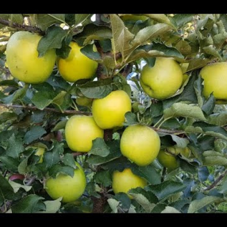 Яблоня Мутсу (Криспин) (Трехлетний, ОКС)