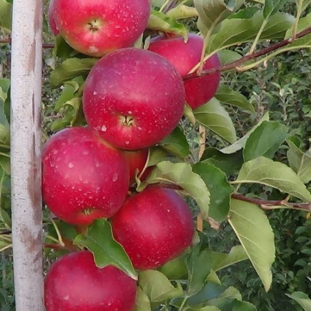 Яблоня Лигол (Двухлетний, ОКС)