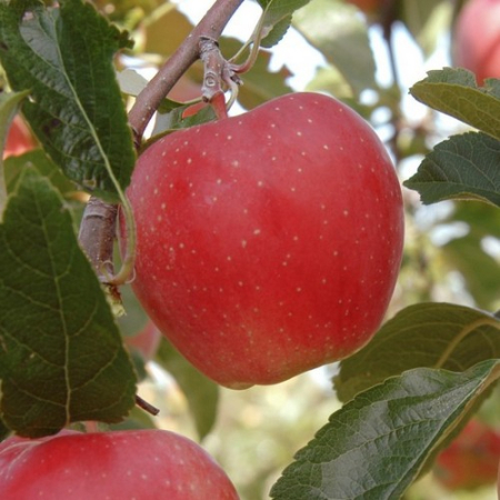 Яблоня Гала (Трехлетний, ОКС)