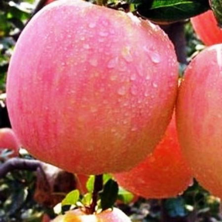 Яблуня Фуджі (Однорічний, ВКС)