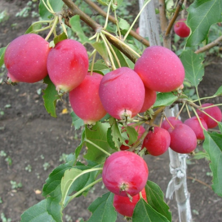 Яблоня Райка (Однолетний, ОКС)