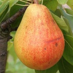 Груша Любимица Клаппа (Двухлетний, ОКС)